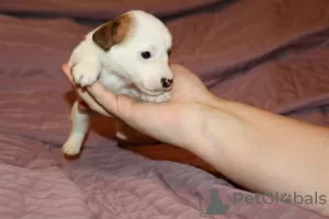 Additional photos: Jack Russell Terrier puppies