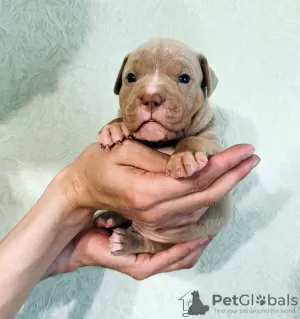 Photo №1. american bully - for sale in the city of Pskov | negotiated | Announcement № 52252