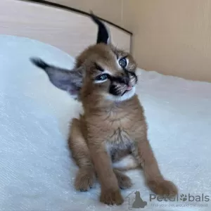 Additional photos: kittens Caracal Serval and Savannah F1