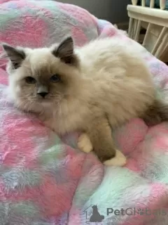 Photo №1. ragdoll - for sale in the city of Flemalle | Is free | Announcement № 128962