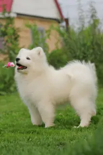 Photo №3. Samoyed Imperiya Sibiri Silvia Christelle. Russian Federation