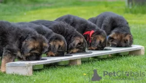 Additional photos: Gorgeous German Shepherd puppies