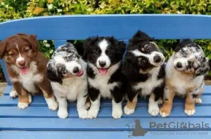 Photo №1. australian shepherd - for sale in the city of Gruyères | 188$ | Announcement № 129305