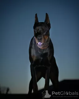 Additional photos: Dobermann puppies - Dan Smile Helgi and Adal Eskae Vangard, born on 25.08.2020.