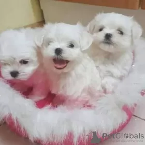 Photo №1. maltese dog - for sale in the city of Берлингероде | 200$ | Announcement № 129809