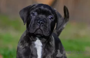 Photo №3. bullmastiff female Duchess available. Netherlands