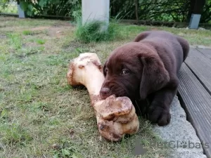 Additional photos: Chocolate labrador puppies, puppies