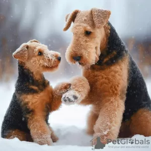 Photo №1. welsh terrier - for sale in the city of Kruševac | negotiated | Announcement № 109368