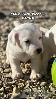 Photo №2 to announcement № 128106 for the sale of jack russell terrier - buy in France breeder