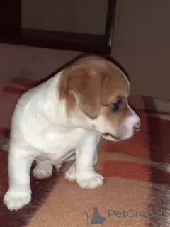 Additional photos: Jack Russell red and white boy and tricolor girl