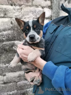 Additional photos: Australian Cattle Dog puppies