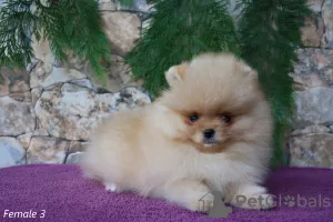 Additional photos: Pomeranian