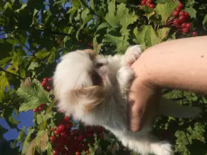 Additional photos: Kids japanese chin