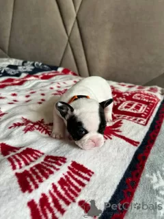 Photo №3. French bulldog puppies. Ukraine