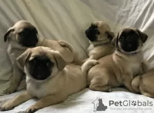 Photo №1. pug - for sale in the city of Horjul | 390$ | Announcement № 13756