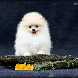 Photo №4. I will sell pomeranian in the city of Tiraspol. breeder - price - 740$