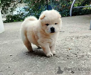 Additional photos: Chow Chow puppies for sale