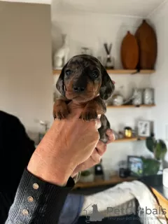 Photo №1. dachshund - for sale in the city of Fort Lee | 270$ | Announcement № 128721