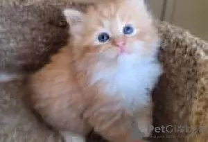 Photo №2 to announcement № 128592 for the sale of siberian cat - buy in Finland breeder