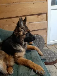 Photo №3. Long Haired German Shepherd FCI. Poland