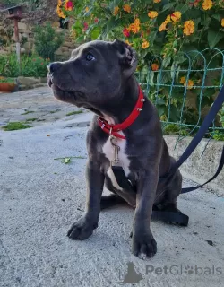 Photo №4. I will sell american bully in the city of Trieste. private announcement - price - negotiated