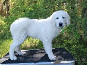 Additional photos: Puppies for sale. Slovak dude