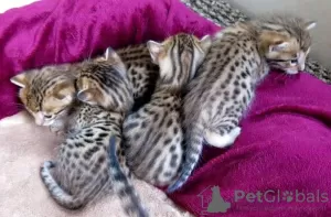 Photo №3. Licensed Savannah F1,F2,F3,F4,F5 Kittens Available. United States