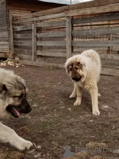 Additional photos: Caucasian Shepherd Puppies