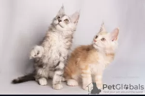 Photo №3. Maine Coon Cattery offers kittens of different ages. Kazakhstan