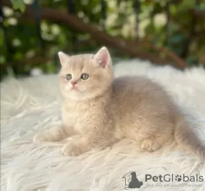 Additional photos: Golden British Shorthair Longhair Girls Boys