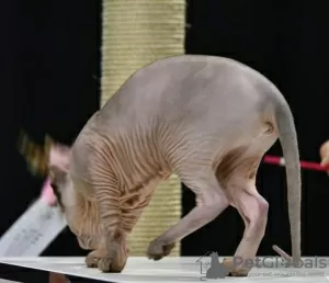 Additional photos: Sphynx Show Quality Black Kitten