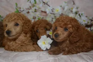 Additional photos: Lovely toy poodle babies