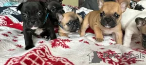 Photo №1. french bulldog - for sale in the city of Kiev | negotiated | Announcement № 83995