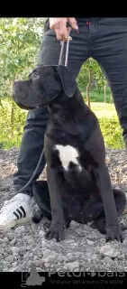 Additional photos: Cane Corso puppies