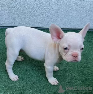 Additional photos: french bulldog