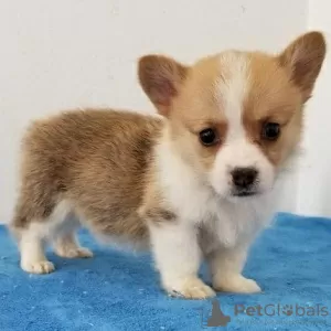 Photo №3. Welsh Pembroke Corgi (pure breed). Germany