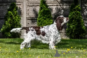 Additional photos: English Springer Spaniel puppies