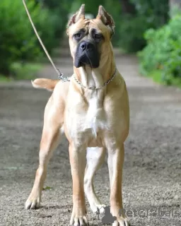 Additional photos: Cane Corso puppies