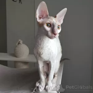 Additional photos: Cornish Rex girl, 5.5 months