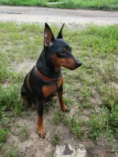 Additional photos: miniature pinscher