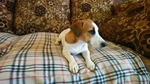 Additional photos: Jack Russell Terrier puppies for sale