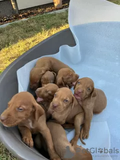 Photo №3. Hungarian vizsla puppies. Serbia