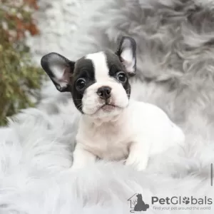 Additional photos: French bulldog