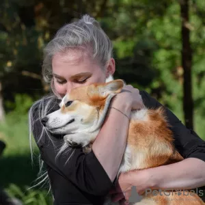 Additional photos: Handler services in Grodno