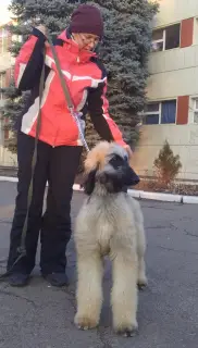 Photo №1. afghan hound - for sale in the city of Lugansk | 1108$ | Announcement № 4300