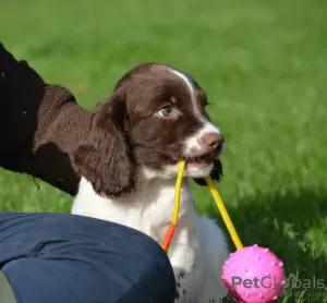 Photo №2 to announcement № 129506 for the sale of english springer spaniel - buy in Netherlands private announcement