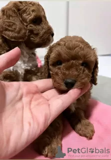 Photo №1. poodle (toy) - for sale in the city of Belgrade | negotiated | Announcement № 125197