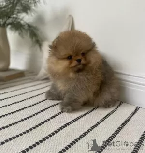 Photo №3. Charming Pomeranian puppies free for adoption. Israel