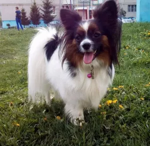 Additional photos: Papillon puppy