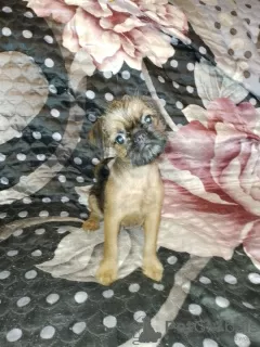 Photo №1. brussels griffon - for sale in the city of Munich | 676$ | Announcement № 56277